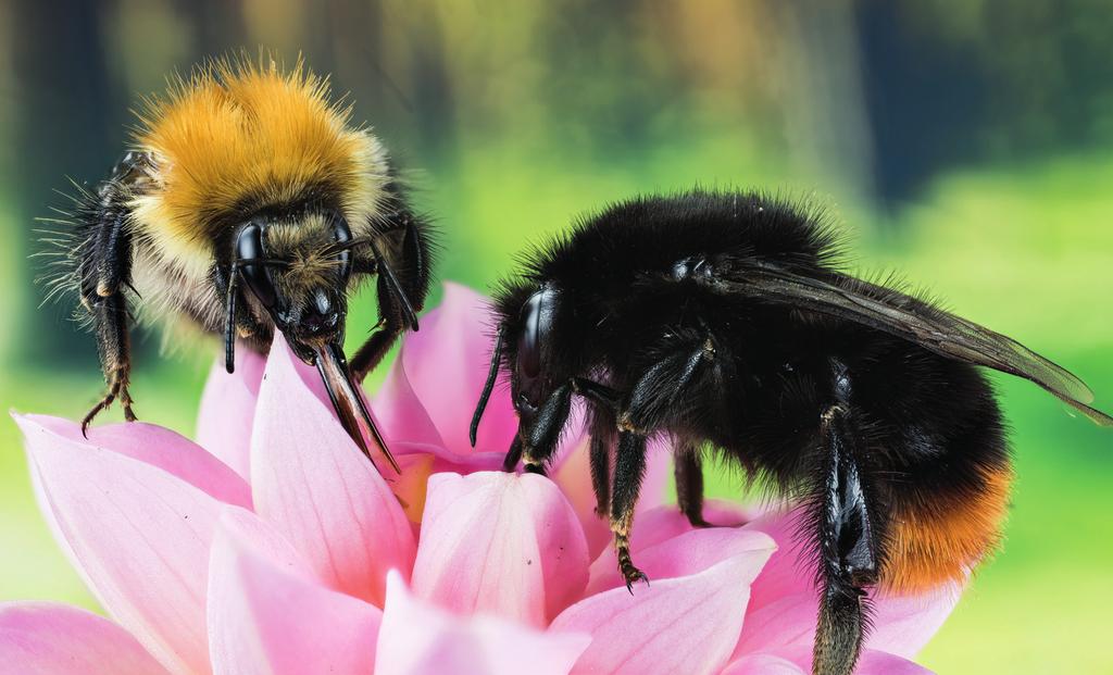 INLEIDING In Nederland komen 358 bijensoorten voor. In dit gidsje staan de bijen die in het voorjaar in je tuin vliegen. Het boekje is bedoeld voor de periode maart tot half mei.
