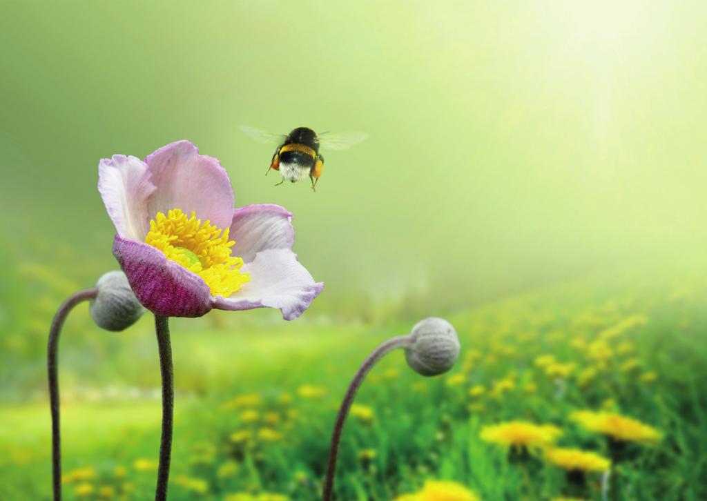 Levenswijze Bijen houden van zon en van bloemen. Je vindt ze dus vooral in open, bloemrijke landschappen, zoals graslanden, tuinen en heidevelden.