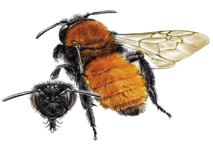 VOSJE Andrena fulva Herkenning Het vrouwtje (10-11mm) is makkelijk te herkennen aan de lange, dichte, vosrode beharing op de bovenkant van borststuk en achterlijf, in combinatie met de zwartbehaarde