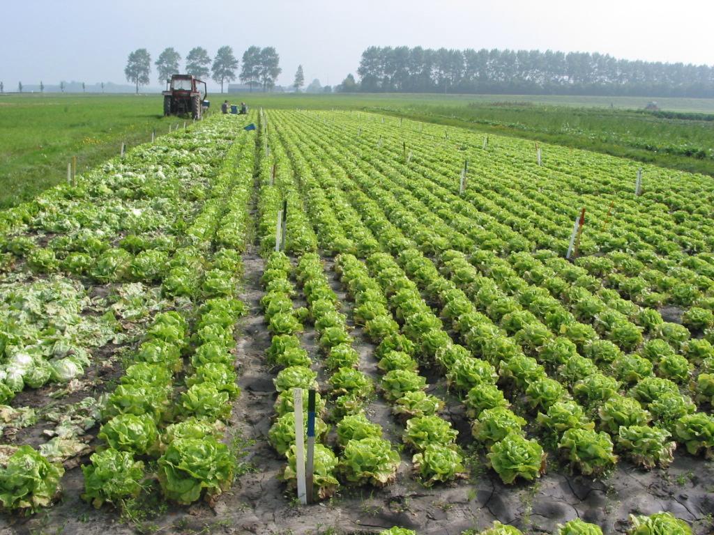 De resultaten van de beoordelingen van aantasting door Bremia in botersla zijn in tabel 13 opgenomen.