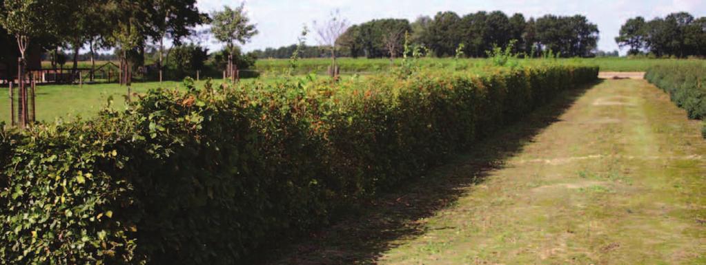 HET TOEPASSEN VAN BEPLANTING DIE HIER VAN NATURE VOORKOMT ZORGT VOOR EEN