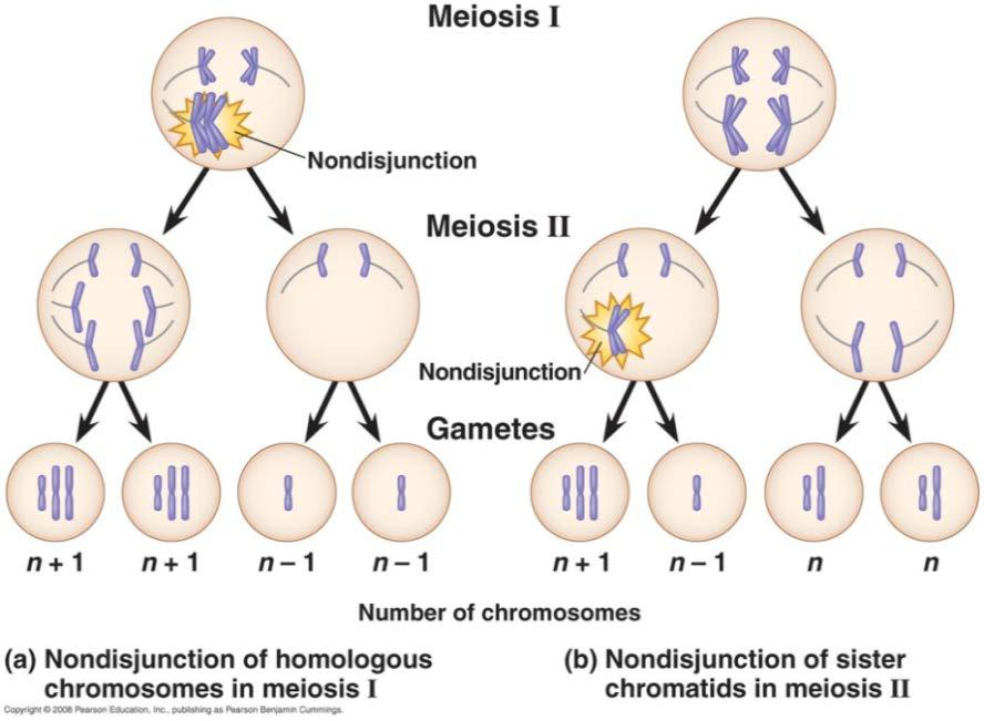 Mutaties verschillende soorten Ploïdiemutatie (genoommutatie): het aantal chromosomen in een cel is veranderd.