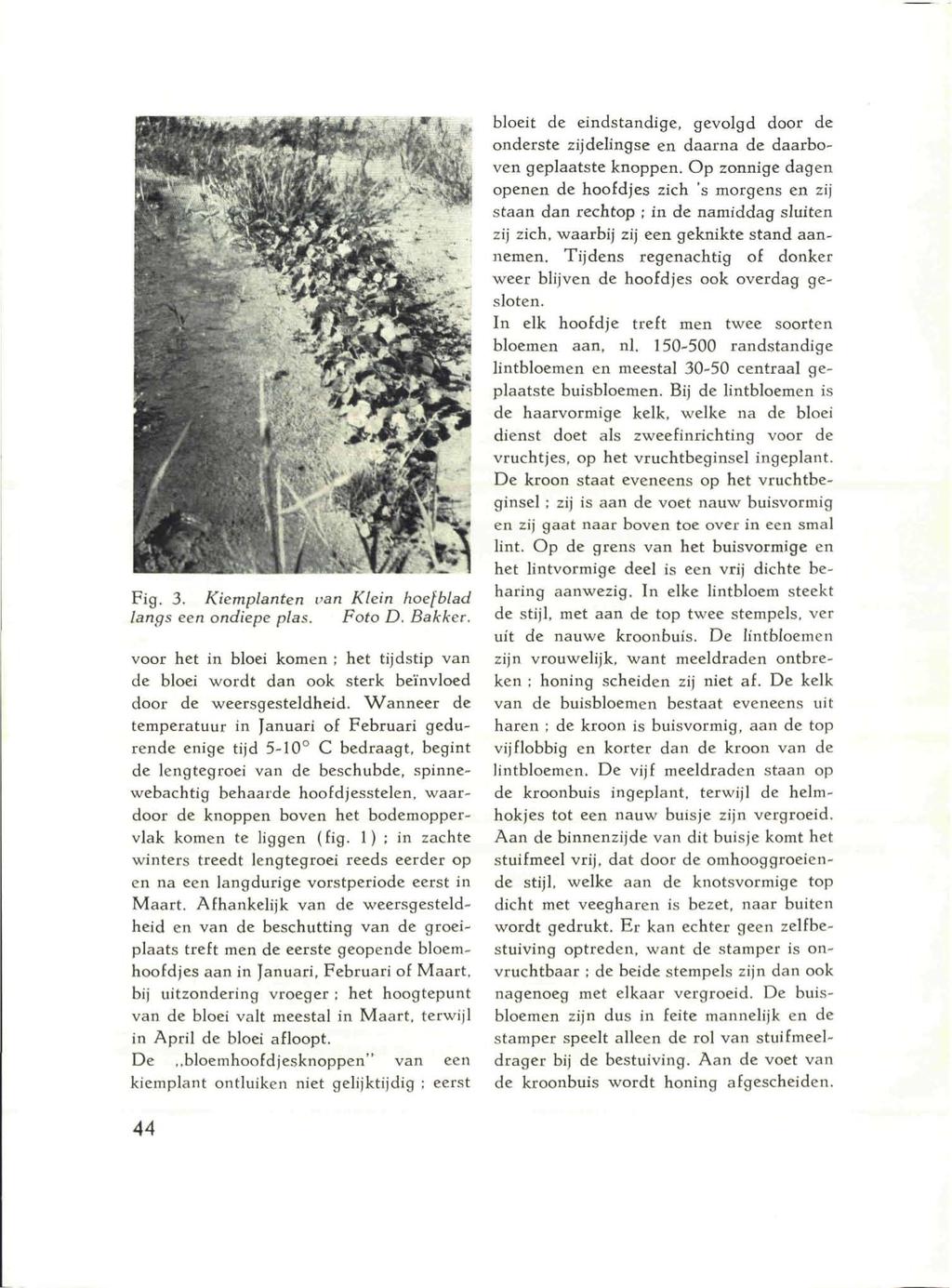 Fig. 3. Kiemplanten van Klein hoefblad langs een ondiepe plas. Foto D. Bakker. voor het in bloei komen ; het tijdstip van de bloei wordt dan ook sterk beïnvloed door de weersgesteldheid.