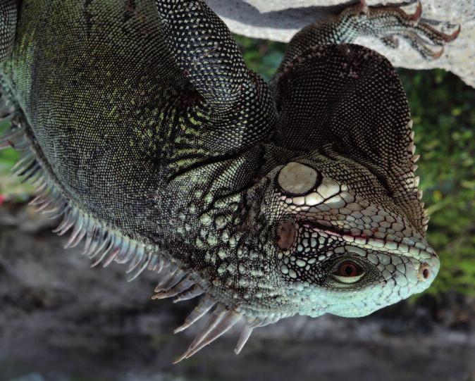 beleid Foto 3. De groene leguaan (Iguana iguana) komt niet in aanmerking voor plaatsing op de Unielijst (foto: R. Leuven).
