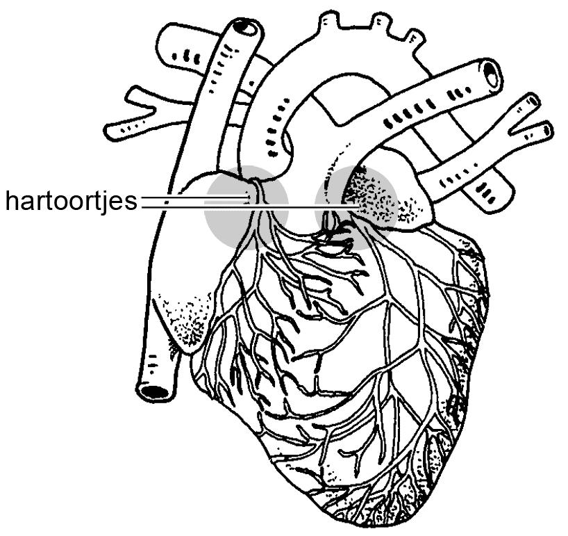 Hartoortjes leveren nieuwe hartcellen Patiënten die na een hartinfarct rondlopen met een verzwakte hartspier, dragen de oplossing voor hun aandoening mogelijk bij zich in hun eigen lichaam.