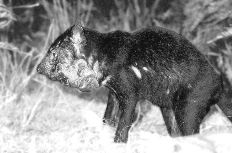 Tasmaanse duivel door kanker met uitsterven bedreigd Het grootste carnivore buideldier, de Tasmaanse duivel (Sarcophilus harrisii), dreigt ten onder te gaan aan een besmettelijke vorm van