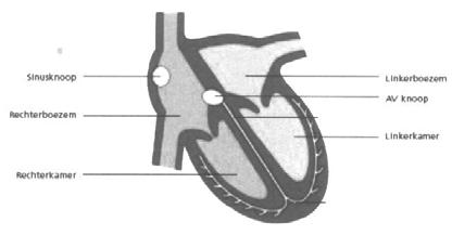 Boezemfibrilleren Illustratie: het hart. Wat gebeurt er bij een normaal hartritme?