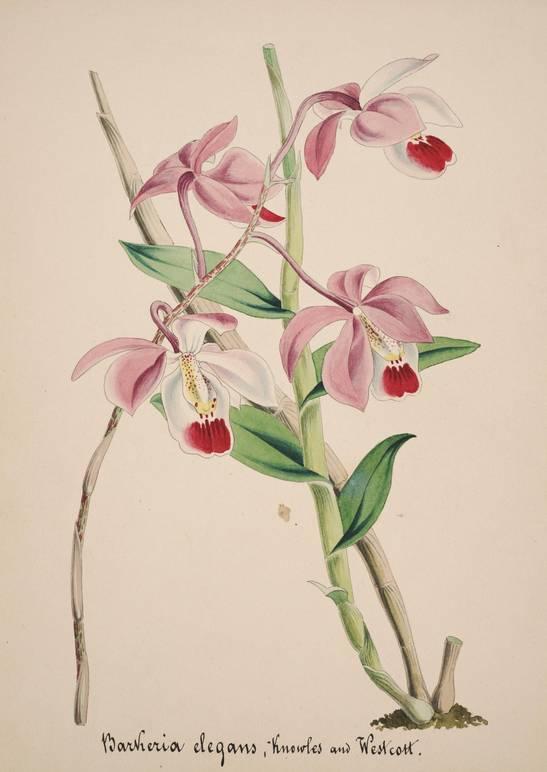 Barkeria uniflora ORCHIDEEËN