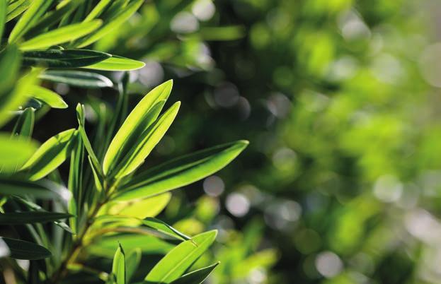 tea tree verstuiving tijdens het baden massage inademing inname aroma in de keuken Melaleuca alternifolia Cheel huidverzorging / luchtwegen Oorsprong: Australië Plantendeel: bladeren Chemotype: