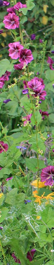 a. Mengsels voor bijen en vlinders BIJENMENGSEL LYCAENA Snelgroeiend mengsel met Borage, phacelia, malva en vlinderbloemigen, goede onkruidonderdrukking.