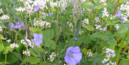 ganzebloem Chrysanthemum segetum Gele kamille Anthemis tinctoria Gele mosterd Sinapsis alba Gele voederlupinen Lupinus luteus Gewone teunisbloem oenothera biënnis Gierst Panicum violaceum Gipskruid