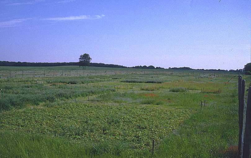 Field experiments across Europe (CLUE / TLinks): how to restore species-rich grassland communities?