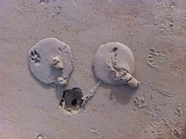 De Franse Tap of Zwarte Zeepier Arenicola defodiens Gerrit Doeksen Heel zelden vind je op het strand van Terschelling een zwarte zeepier of een hoopje uitwerpselen zoals je die massaal op het wad