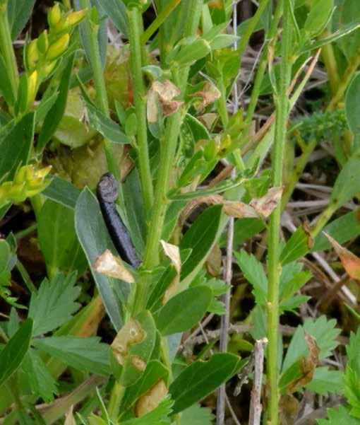 stekelloze distel. Slechts een klein percentage van de aanwezige planten komt in bloei op deze reeds lang bekende locatie.