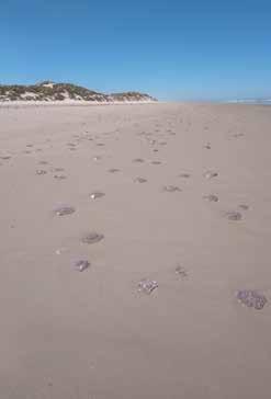 Schuim en kwallen Flip Tocila Er zijn mensen die het strand saai vinden, het is er altijd hetzelfde: water en golven. Gelukkig weten wij beter. Elke dag is het strand verschillend.