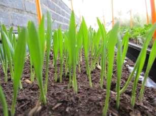 6.1.3 Japanse haver (Avena strigosa) Japanse haver, geteeld als groenbedekker, kan uitgezaaid worden vanaf juli tot eind september.