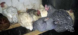 Toen het tweede nest uitgebroed was, zijn alle kuikens met de volwassen hoenders ondergebracht in een geïmproviseerde kippenren.