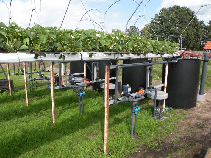 A=eelding 5. Teeltsysteem type 4: op stellingen met NFT (aardbeien) Aardbeienplanten staan in kleine poeen in goten boven de grond.