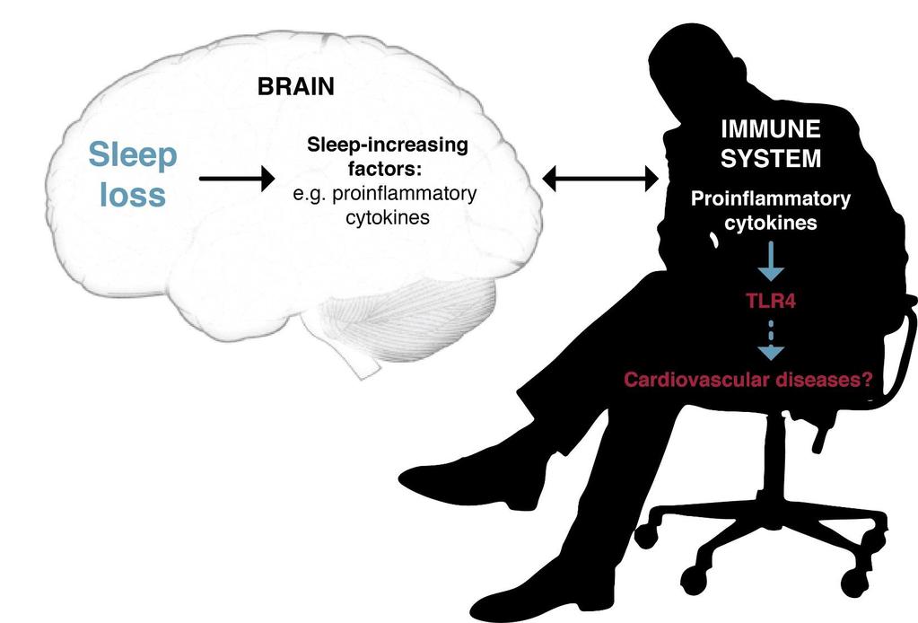 Inflammatory cytokines Slaap versterkt het immuun systeem en bevordert genezing.