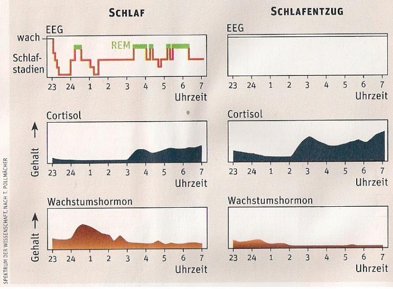 goede slaap slechte slaap De relatie tussen het cortisol en het groeihormoon