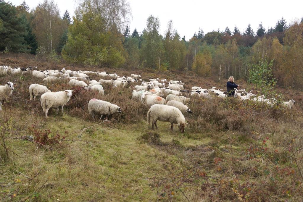 In het heidegebied kan gescheperde begrazing (begrazing door kudde met herder) echter wel een waardevolle aanvulling zijn op jaarrondbegrazing met runderen.