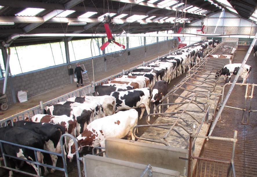 5. Conclusie Het regelmatiger aanschuiven van voeder heeft een positief effect op de melkproductie. De koeien kunnen hun voederopname duidelijk maximaliseren en omzetten in melkproductie.