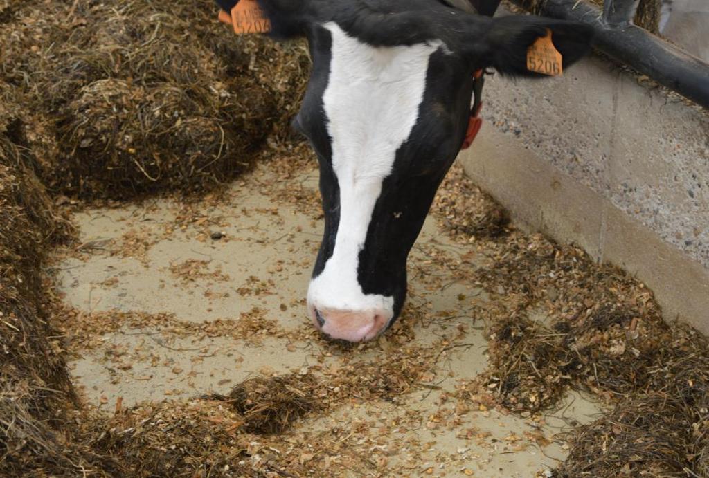 De uitsluitingsvoorwaarden voor de koeien waren de volgende: - Minder dan 15 lactatiedagen - Dagproductie van minder dan 12 L (ongeacht de oorzaak) Wanneer een koe aan op eender welk moment tijdens