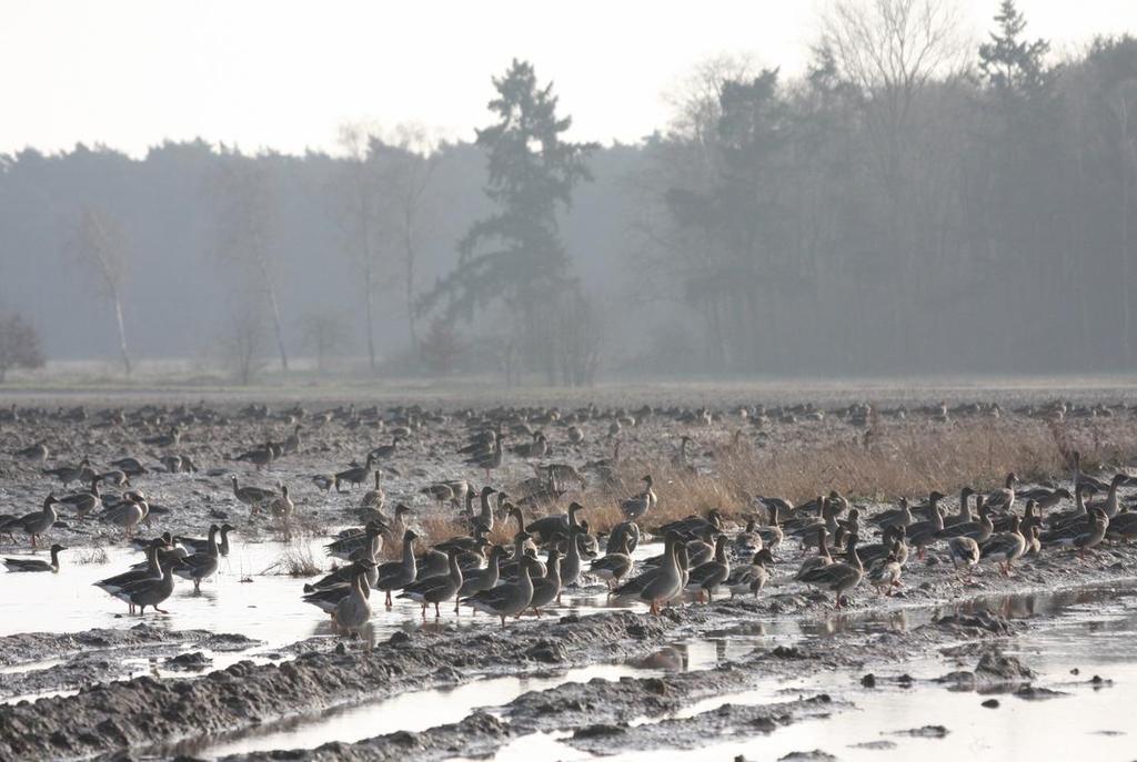 Het belang van het Wolfsplateau, Nationaal Park de Meinweg, voor vogels in het winter-halfjaar