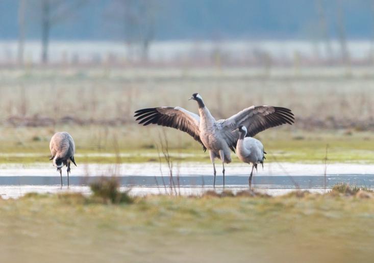 Figuur 8: Pleisterende Kraanvogels op het Wolfsplateau (foto s: Luuk Belgers) Najaar 2014 Najaar 2014 liet een ongekende doortrekpiek zien van Kraanvogels over Limburg. Vele duizenden exx.