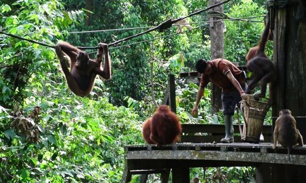 het nabij gelegen Sepilok Orang Utan Rehabilitation Center.