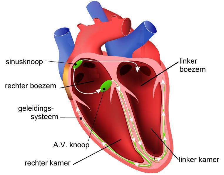 Inleiding Het hart is een holle spier, ongeveer even groot als een vuist. Het hart bestaat uit vier holle ruimtes: de rechterboezem, linkerboezem, rechterkamer en linkerkamer.