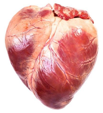 1. Wat is een gezond hart? Het hart is een holle spier die het gehele menselijk lichaam van voedingsstoffen en zuurstof voorziet.