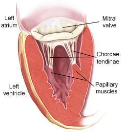 De bovenste holle ader, ofwel de vena cava superior, voert bloed aan vanuit het bovenlijf. De onderste holle ader, de vena cava inferior, voert bloed aan vanuit het onderlijf.