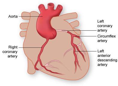 kransslagader splitst echter al snel in de Left Anterior Descending en de Circumflex. In feite bestaan er dus drie hoofdkransslagaders (figuur 8).