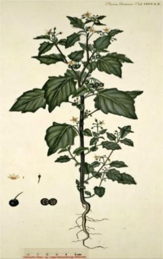 Zwarte nachtschade (Solanum nigrum) Bevat de gifstoffen Solanine en Solasodine (25-1100 mg/kg