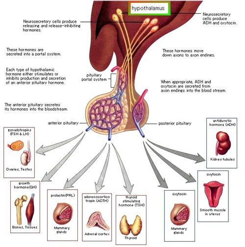 De Hypothalamus (zenuwbesturing) en de Hypofyse