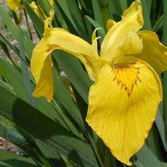 Iris pseudo-acorus