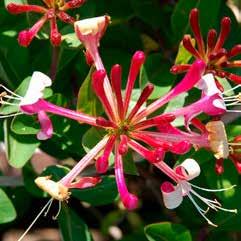 Lavendel Lonicera