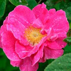 Rosa gallica