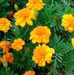 Muskaatsalie Tagetes