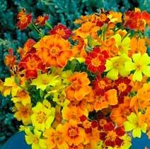 kers Tagetes patula