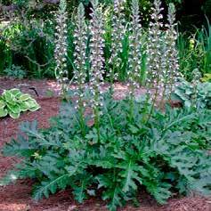 Acanthus mollis Zachte