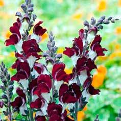 Antirrhinum majus Ruby