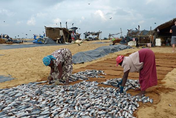 Dag tot dag beschrijving Een reis naar Sri Lanka is ideaal voor gezinnen door de korte reisafstanden.