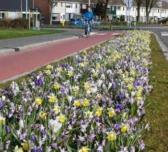 April Mei Juni Juli Beheerstype Bloeihoogte