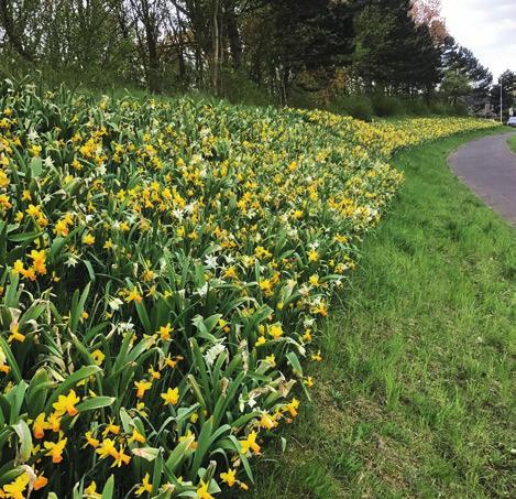 bomen/obstakels te planten waardoor er