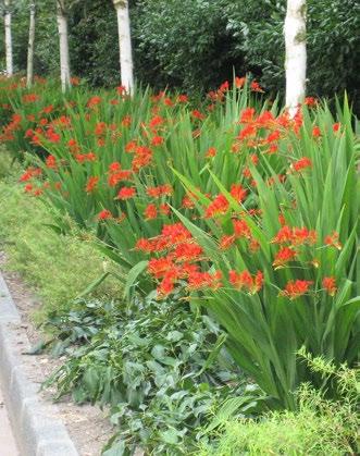 Crocosmia Lucifer brengt kleur in uw beplanting, verwilderd goed en komt elk jaar