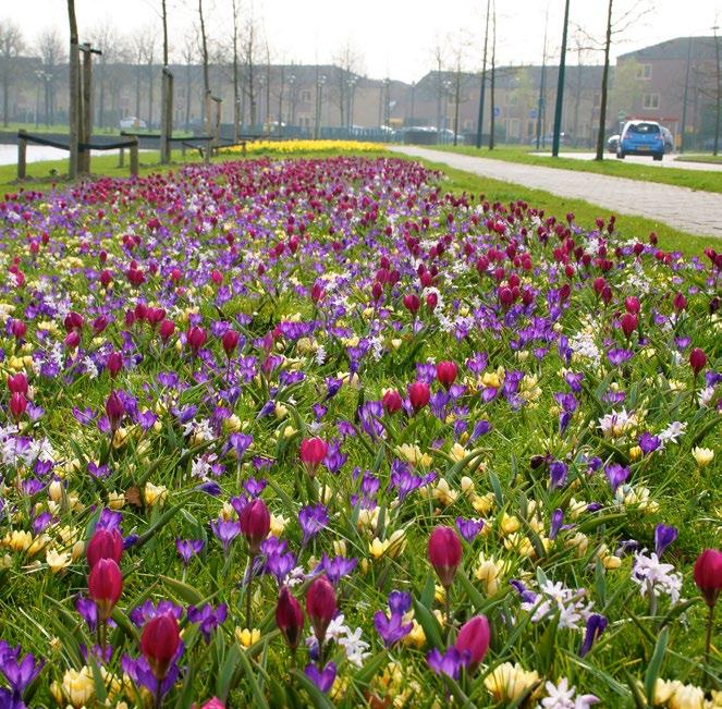 gele botanische crocussen gevolgd door paarse