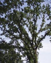 Dit zal de beeldkwaliteit met name aan de Brandevoort en Oud Brandevoort (tijdelijk) zwaar aantasten, omdat bijna alle bomen worden vervangen.