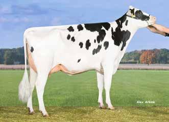 Vekis Pearl (Gold Chip x Stol Joc x Laudan) Eénmalige kans!